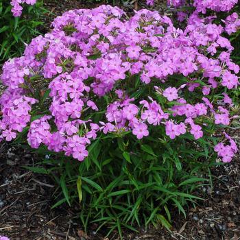 Phlox 'Forever Pink' PP24918