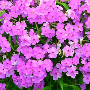 Phlox 'Forever Pink' (275343)