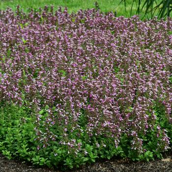 Teucrium chamaedrys var. nuchense 'Pride of Georgia' (275344)