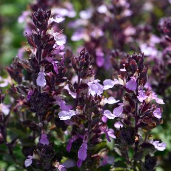 Teucrium chamaedrys var. nuchense 'Pride of Georgia' PP33599