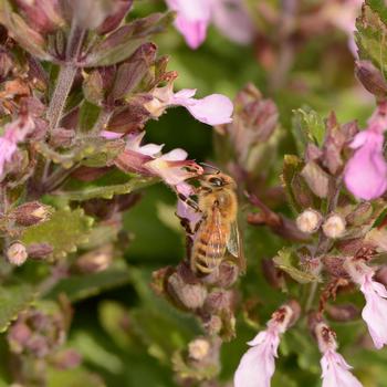 Teucrium chamaedrys var. nuchense 'Pride of Georgia' (275347)