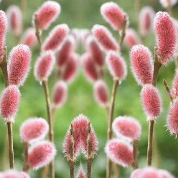 Salix caprea 'French' 