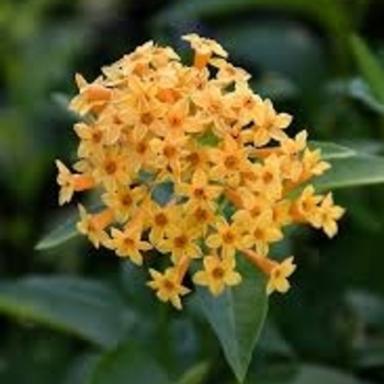 Cestrum aurantiacum 'Orange Zest' 