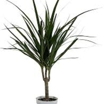 Dracaena marginata