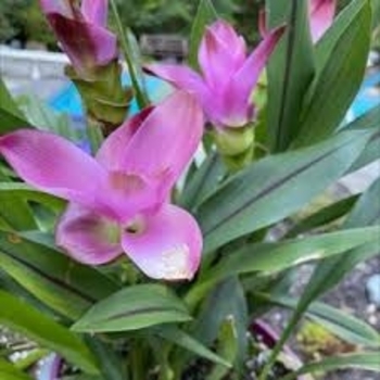 Curcuma 'Siam Sparkling' 