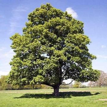 Platanus occidentalis