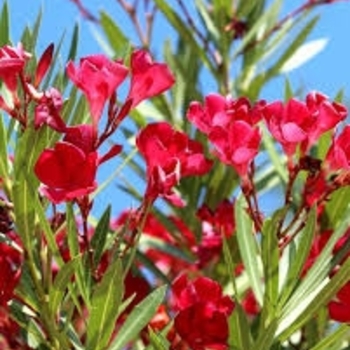 Nerium oleander 'Hardy Red' 