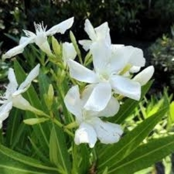 Nerium oleander 'White Sands' 