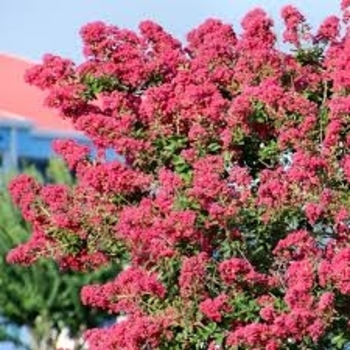 Lagerstroemia indica 'Petite Pinkie™' 