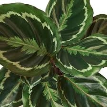 Calathea roseopicta 'Royal Standard' 