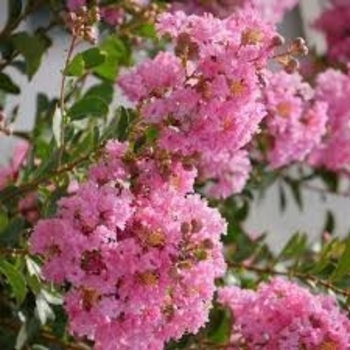 Lagerstroemia indica 'Petite Orchid™' 