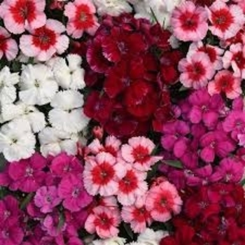 Dianthus chinensis 'Mix' 