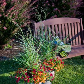 Panicum virgatum Prairie Winds® 'Cheyenne Sky' (275413)