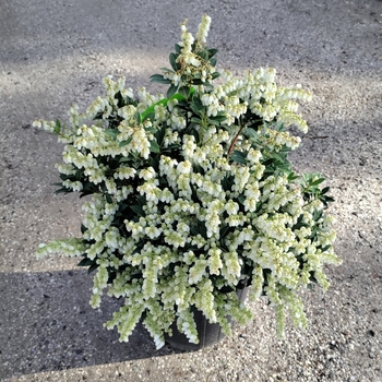 Pieris japonica 'Cavatine' 