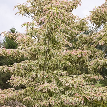 Cornus kousa 'Summer Fun' 