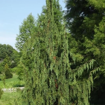 Chamaecyparis nootkatensis 'Strict Weeping' 