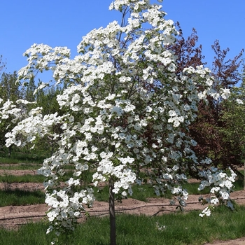 Cornus nuttallii x florida 'Eddie's White Wonder' 