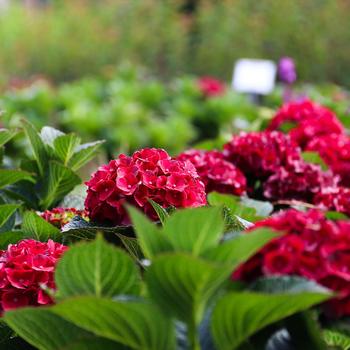 Hydrangea Macrophylla 'Cherry-go-round™' (275434)