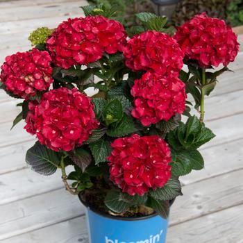 Hydrangea Macrophylla 'Cherry-go-round™' (275435)