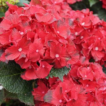 Hydrangea Macrophylla 'Hokomaburlac' PPAF