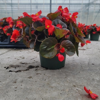 Begonia semperflorens 'Series' 