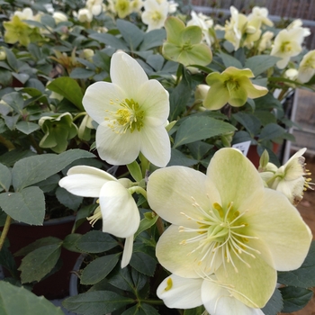 Helleborus orientalis