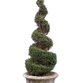 Buxus sempervirens 'Suffruticosa' 