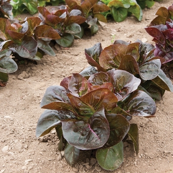 Lactuca sativa 'Little Gem' 