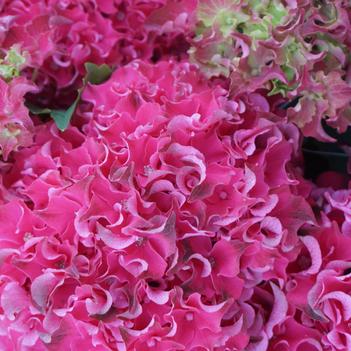 Hydrangea macrophylla 'Hokomabavi' PPAF