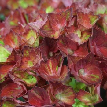 Hydrangea macrophylla 'Heart Throb®' (275490)