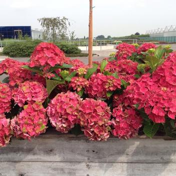 Hydrangea macrophylla 'Hortmagitri' PP30044