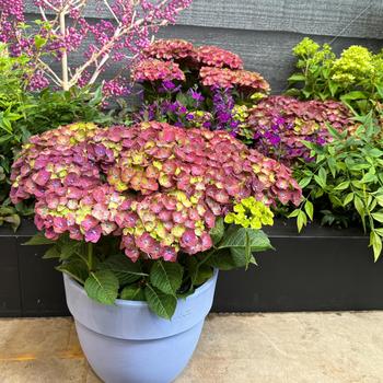 Hydrangea macrophylla Magical® 'Greenfire' (275492)