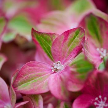 Hydrangea macrophylla Magical® 'Greenfire' (275493)