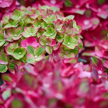 Hydrangea macrophylla Magical® 'Greenfire' (275494)