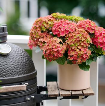 Hydrangea macrophylla 'Hokomagrefip' PPAF