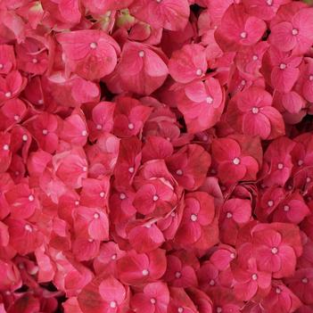 Hydrangea macrophylla 'Hokomahot' PPAF