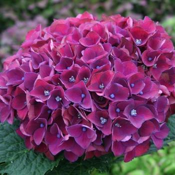 Hydrangea macrophylla Magical® 'Triumph' (275497)