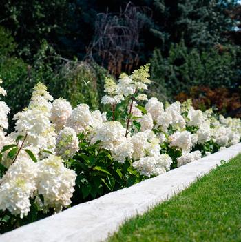 Hydrangea paniculata 'Bokomabou' PPAF