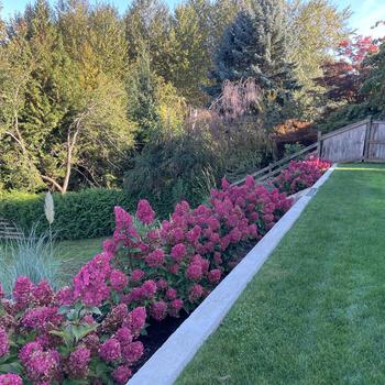 Hydrangea paniculata 'Bouncy™' (275500)