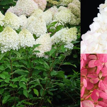 Hydrangea paniculata 'Bokomamfu' PPAF