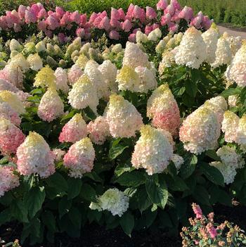 Hydrangea paniculata 'Bokomapishad' PPAF