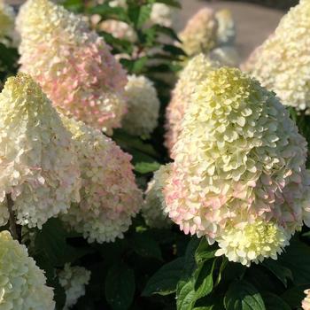 Hydrangea paniculata Magical® 'Pink Shades™' (275507)