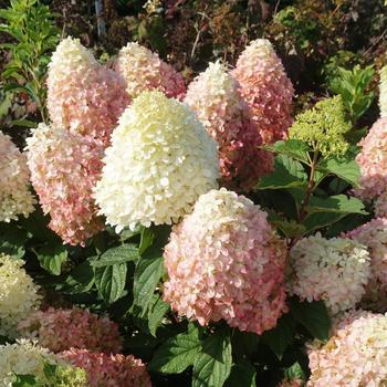 Hydrangea paniculata Magical® 'Pink Shades™' (275508)