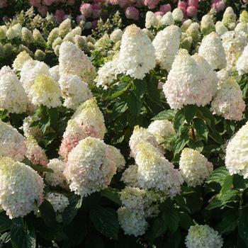 Hydrangea paniculata Magical® 'Pink Shades™' (275510)