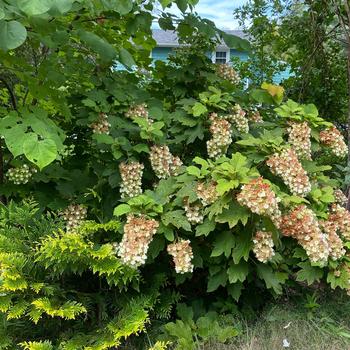 Hydrangea quercifolia 'Snowcicle' (275511)