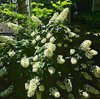 Hydrangea quercifolia 'Snowcicle' PP33072