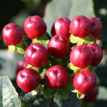 Hypericum 'Kolmamoc' 