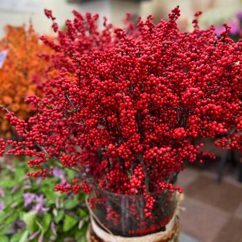 Ilex verticillata Magical® 'Amaranth' (275516)