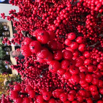 Ilex verticillata Magical® 'Amaranth' (275518)