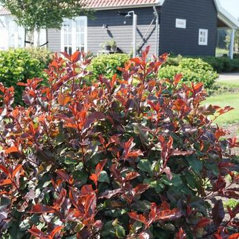 Photinia 'Kolmavuca' PP25024